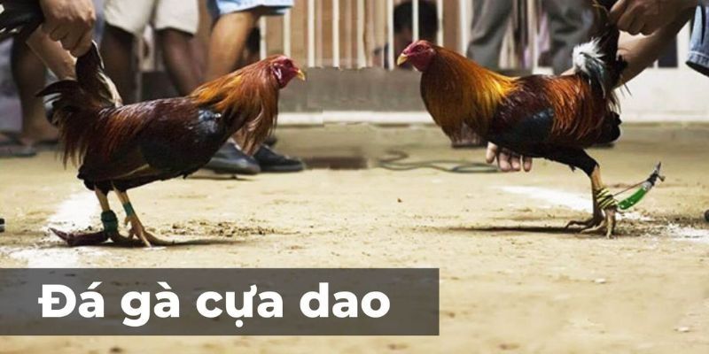 Nghiên cứu chi tiết về luật đá gà cựa dao